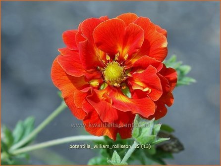 Potentilla &#039;William Rollisson&#039; | Ganzerik | Fingerkraut