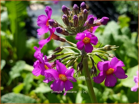 Primula beesiana | Etageprimula, Sleutelbloem | Etagen-Sch&uuml;sselblume