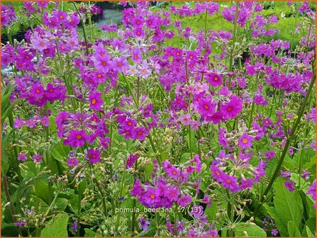 Primula beesiana | Etageprimula, Sleutelbloem | Etagen-Sch&uuml;sselblume