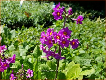 Primula beesiana | Etageprimula, Sleutelbloem | Etagen-Sch&uuml;sselblume