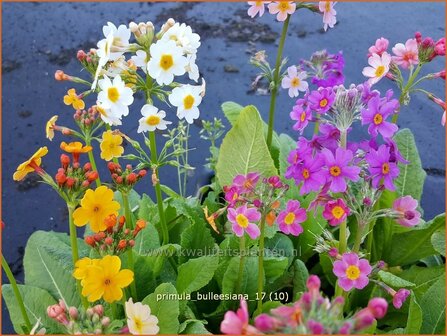 Primula bulleesiana | Etageprimula, Sleutelbloem | Terrakotta-Etagen-Schl&uuml;sselblume