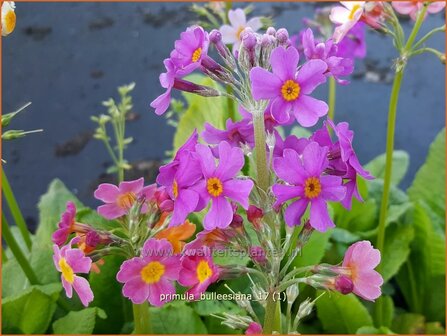 Primula bulleesiana | Etageprimula, Sleutelbloem | Terrakotta-Etagen-Schl&uuml;sselblume