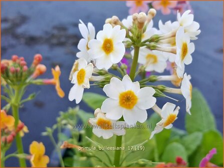 Primula bulleesiana | Etageprimula, Sleutelbloem | Terrakotta-Etagen-Schl&uuml;sselblume