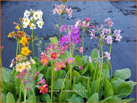 Primula bulleesiana | Etageprimula, Sleutelbloem | Terrakotta-Etagen-Schl&uuml;sselblume