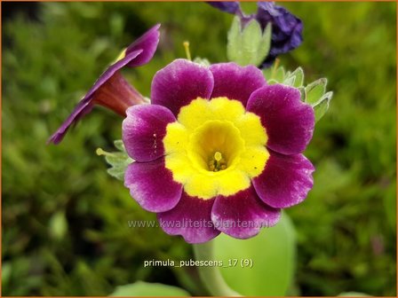 Primula pubescens | Aurikel, Sleutelbloem | Aurikel