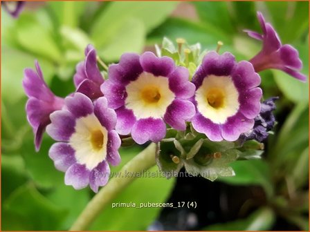 Primula pubescens | Aurikel, Sleutelbloem | Aurikel