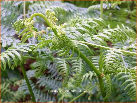 Pteridium aquilinum | Adelaarsvaren | Adlerfarn