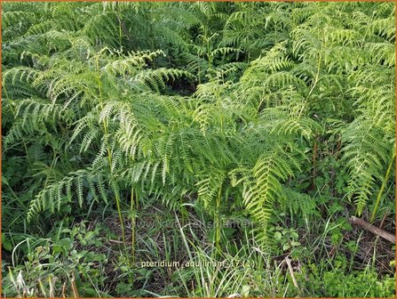 Pteridium aquilinum | Adelaarsvaren | Adlerfarn