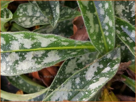 Pulmonaria longifolia &#039;E.B. Anderson&#039; | Longkruid | Langbl&auml;ttriges Lungenkraut