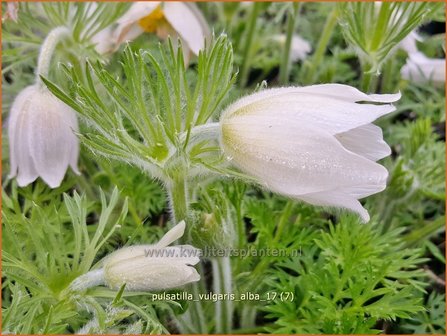 Pulsatilla vulgaris &#039;Alba&#039; | Wildemanskruid | Gew&ouml;hnliche Kuhschelle