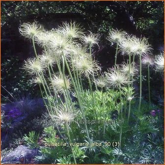 Pulsatilla vulgaris &#039;Alba&#039; | Wildemanskruid | Gew&ouml;hnliche Kuhschelle