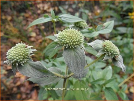 Pycnanthemum muticum | Bergmunt | Grannenlose Scheinbergminze | Big Leaf Mountain Mint