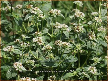 Pycnanthemum muticum | Bergmunt | Grannenlose Scheinbergminze | Big Leaf Mountain Mint