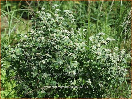 Pycnanthemum muticum | Bergmunt | Grannenlose Scheinbergminze | Big Leaf Mountain Mint