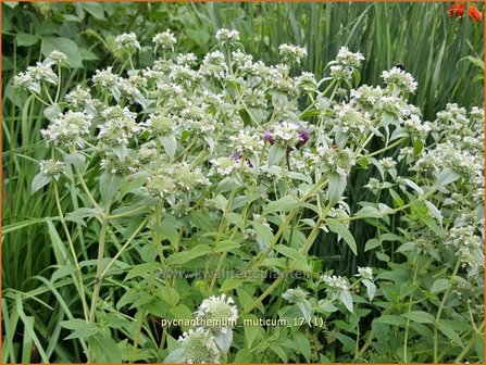 Pycnanthemum muticum | Bergmunt | Grannenlose Scheinbergminze | Big Leaf Mountain Mint