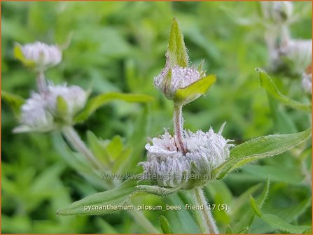 Pycnanthemum pilosum &#039;Bees&#039; Friend&#039; | Bergmunt | Behaarte Scheinbergminze