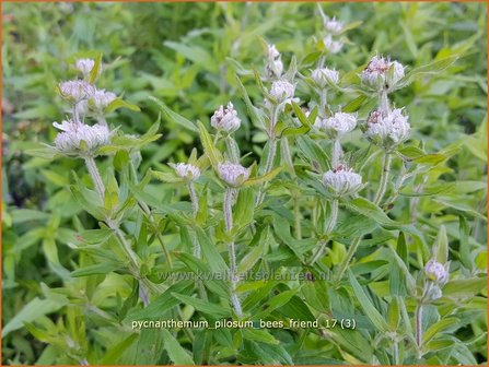 Pycnanthemum pilosum &#039;Bees&#039; Friend&#039; | Bergmunt | Behaarte Scheinbergminze