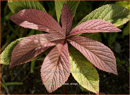 Rodgersia &#039;Chocolate Wings&#039; | Schout-bij-nacht, Kijkblad | Schaublatt