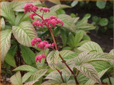 Rodgersia &#039;Chocolate Wings&#039; | Schout-bij-nacht, Kijkblad | Schaublatt