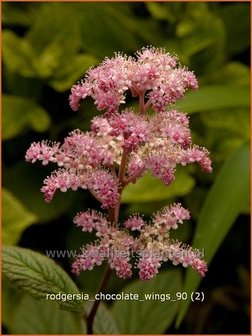 Rodgersia &#039;Chocolate Wings&#039; | Schout-bij-nacht, Kijkblad | Schaublatt