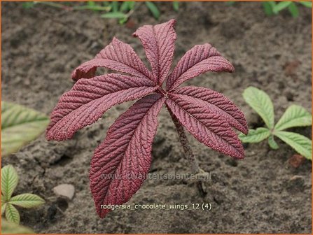 Rodgersia &#039;Chocolate Wings&#039; | Schout-bij-nacht, Kijkblad | Schaublatt