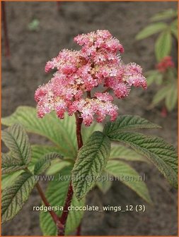 Rodgersia &#039;Chocolate Wings&#039; | Schout-bij-nacht, Kijkblad | Schaublatt