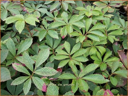 Rodgersia &#039;Die Gmunde&#039; | Schout-bij-nacht, Kijkblad, Gm&uuml;nde, Gm&uuml;nd, | Schaublatt | Rodger&#039;s Flower