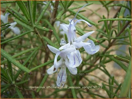 Rosmarinus officinalis &#039;Miss Jessopp&#039;s Upright&#039; | Rozemarijn