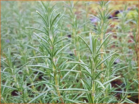 Rosmarinus officinalis &#039;Miss Jessopp&#039;s Upright&#039; | Rozemarijn | Rosmarin