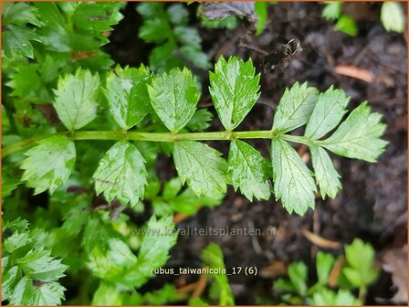 Rubus taiwanicola | Taiwanese framboos, Framboos | Taiwanesische Himbeere