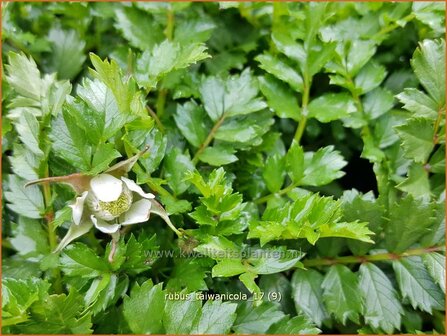 Rubus taiwanicola | Taiwanese framboos, Framboos | Taiwanesische Himbeere