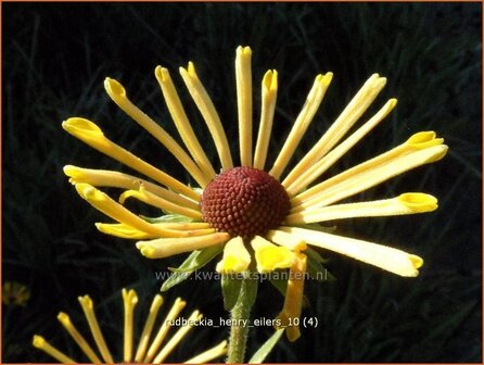 Rudbeckia &#039;Henry Eilers&#039; | Zonnehoed | Sonnenhut