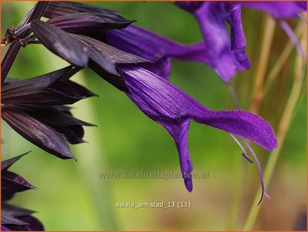 Salvia &#039;Amistad&#039; | Salie, Salvia | Salbei