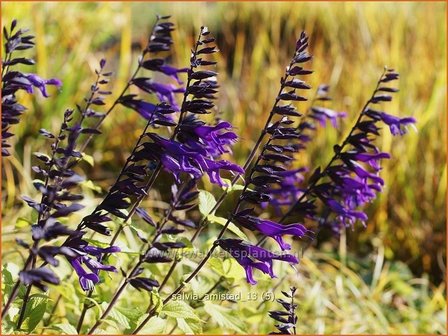 Salvia &#039;Amistad&#039; | Salie, Salvia | Salbei