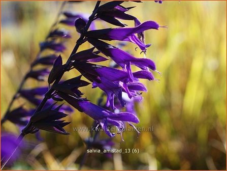 Salvia &#039;Amistad&#039; | Salie, Salvia | Salbei