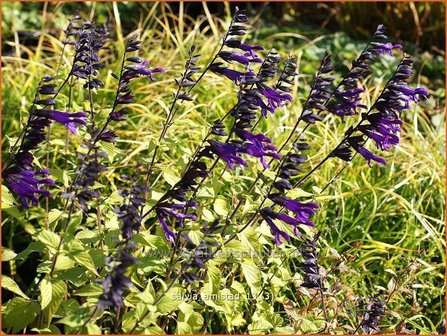 Salvia &#039;Amistad&#039; | Salie, Salvia | Salbei