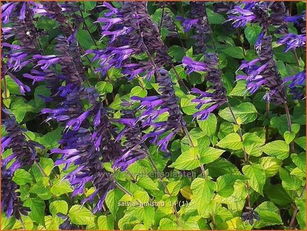 Salvia &#039;Amistad&#039; | Salie, Salvia | Salbei