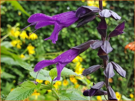 Salvia &#039;Amistad&#039; | Salie, Salvia | Salbei