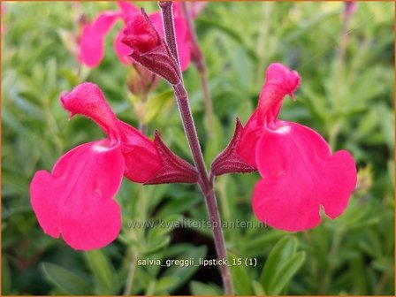 Salvia greggii &#039;Lipstick&#039; | Salie, Salvia | Herbst-Strauch-Salbei