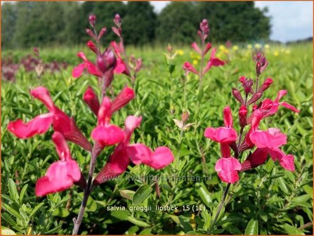 Salvia greggii &#039;Lipstick&#039; | Salie, Salvia | Herbst-Strauch-Salbei