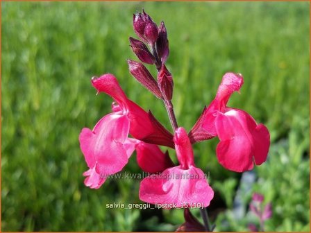 Salvia greggii &#039;Lipstick&#039; | Salie, Salvia | Herbst-Strauch-Salbei