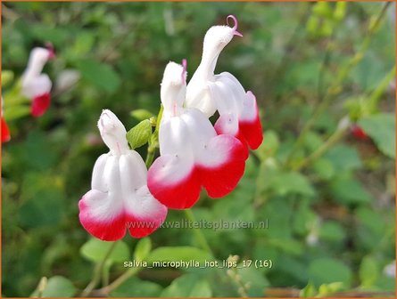 Salvia microphylla &#039;Hot Lips&#039; | Salie, Salvia | Johannisbeersalbei