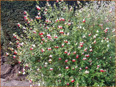 Salvia microphylla &#039;Hot Lips&#039; | Salie, Salvia | Johannisbeersalbei