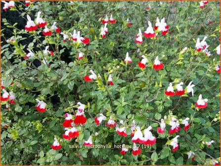 Salvia microphylla &#039;Hot Lips&#039; | Salie, Salvia | Johannisbeersalbei