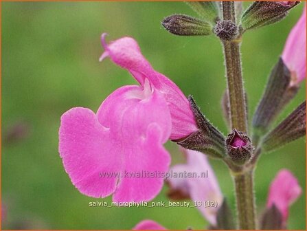 Salvia microphylla &#039;Pink Beauty&#039; | Salie, Salvia | Johannisbeersalbei