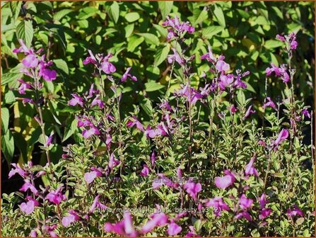 Salvia microphylla &#039;Pink Beauty&#039; | Salie, Salvia | Johannisbeersalbei