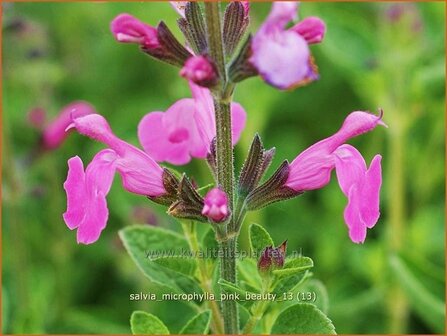 Salvia microphylla &#039;Pink Beauty&#039; | Salie, Salvia | Johannisbeersalbei