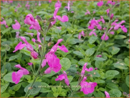 Salvia microphylla &#039;Pink Beauty&#039; | Salie, Salvia | Johannisbeersalbei