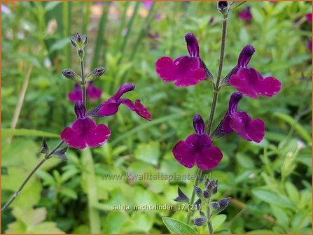 Salvia &#039;Nachtvlinder&#039; | Salie, Salvia | Salbei