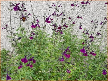 Salvia &#039;Nachtvlinder&#039; | Salie, Salvia | Salbei